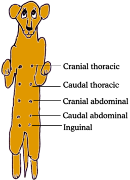 the-canine-spay-mar-vista-animal-medical-center